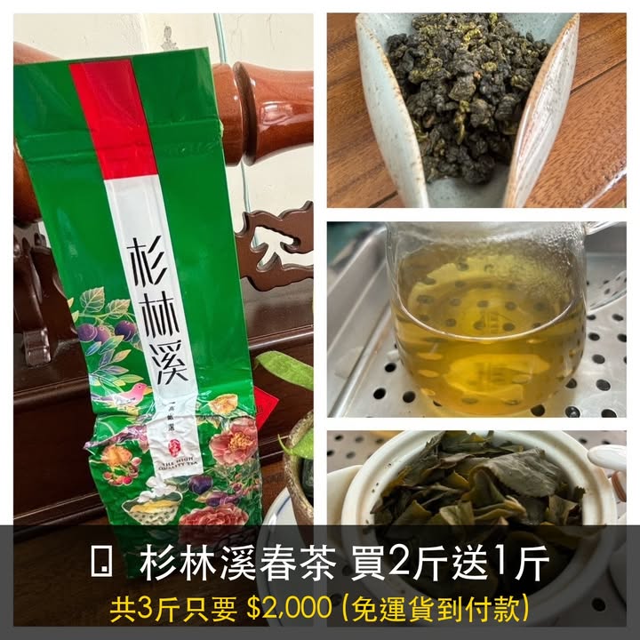 杉林溪春茶與沖泡茶湯